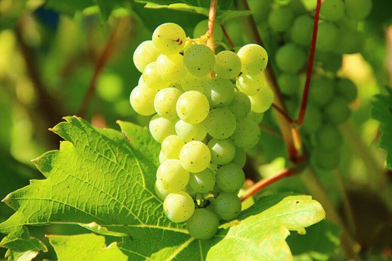 brezjansko-masno-vino