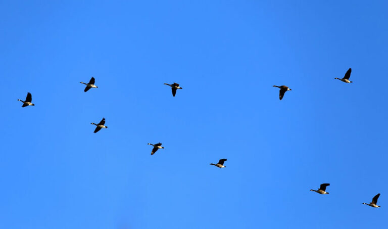 sodelovanje-v-naravi